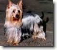 /album/australsky-silky-terier/is-4-jpg/